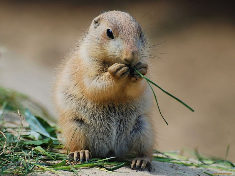 Сурок Степной, Байбак (Marmota Bobak)