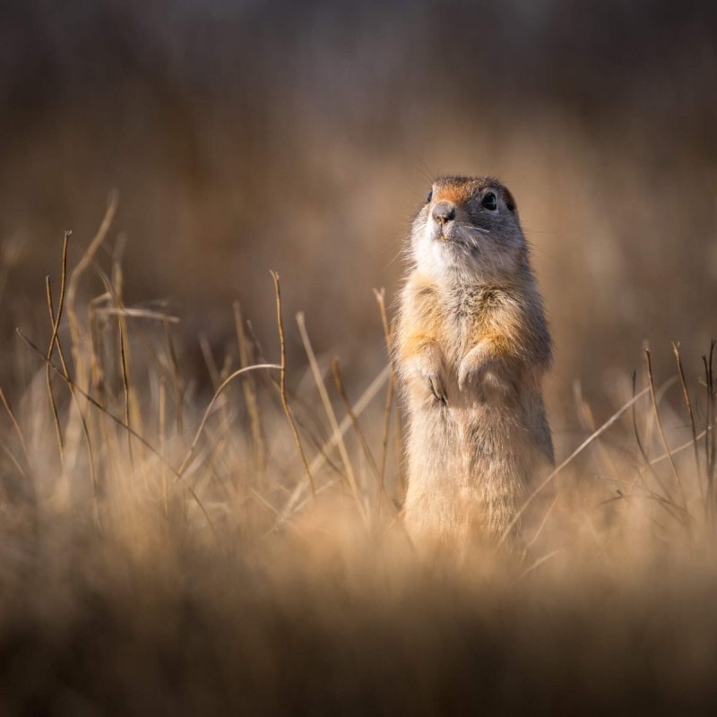 Суслик Краснощекий – Spermophilus erythrogenys