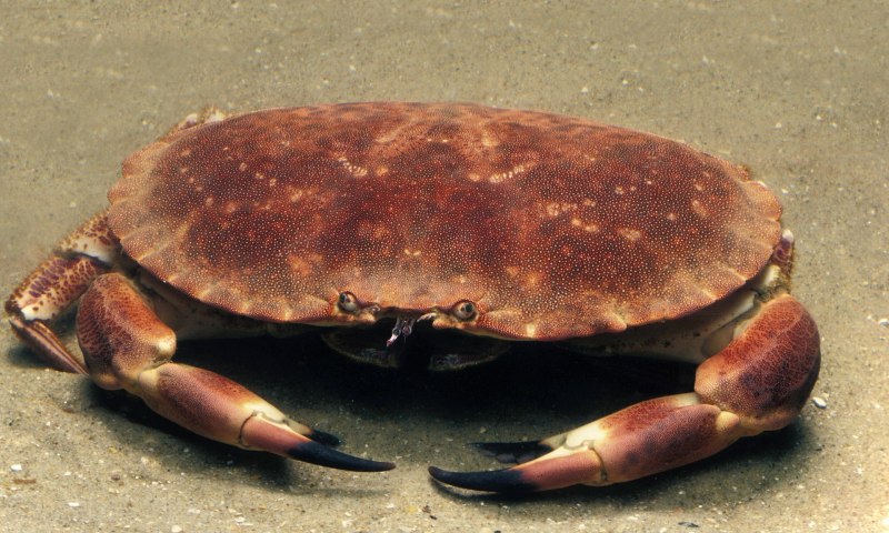 Большой сухопутный краб Cancer Pagurus