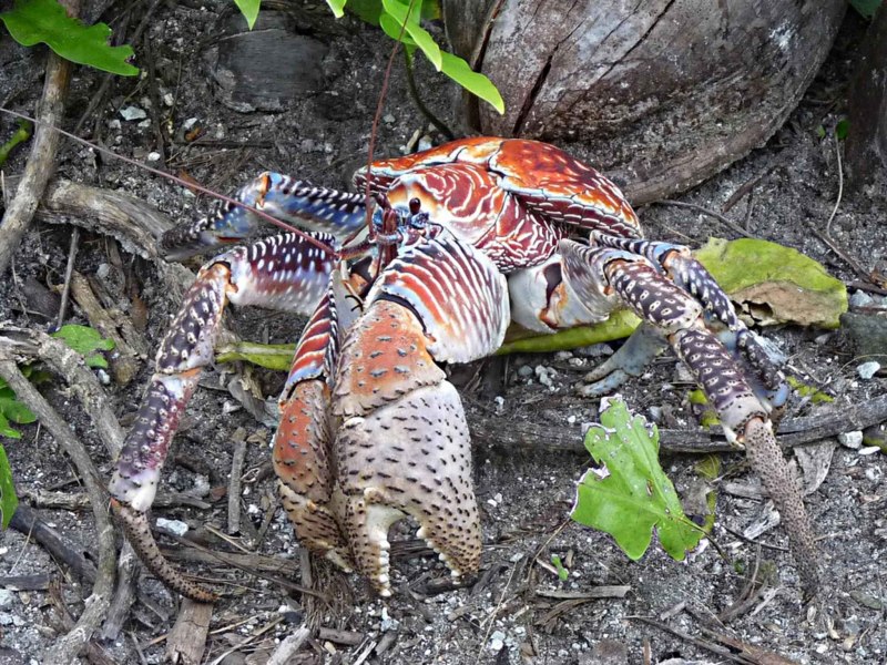 Пальмовый вор, Birgus latro