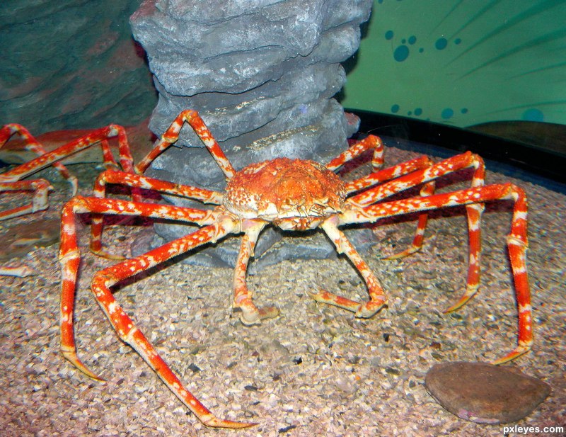 Краб Канцер