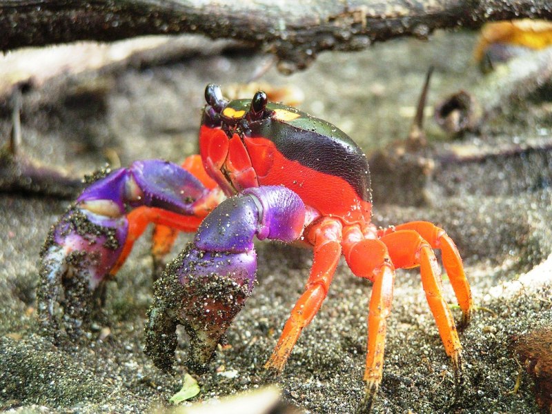 Gecarcinus Quadratus on Tree