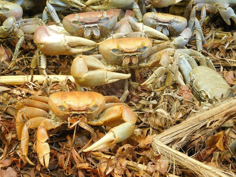 Аквакультура ракообразных