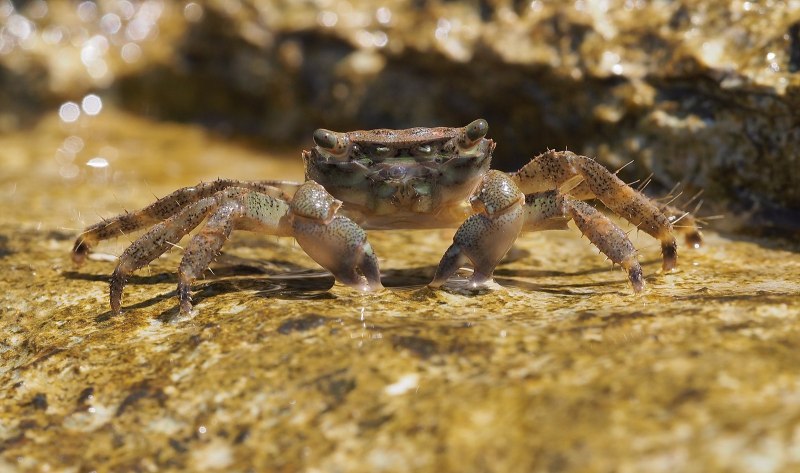 Imocaris tuberculata