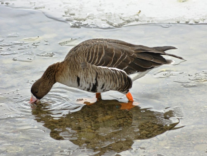 Пискулька Anser erythropus (Linnaeus, 1758)