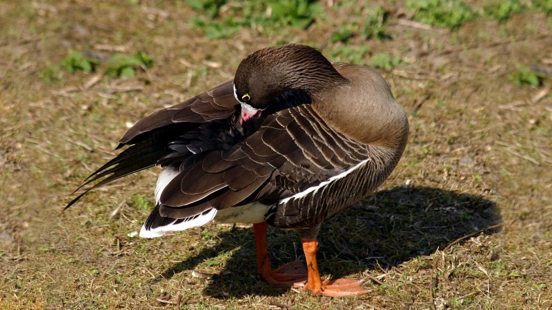Канадская казарка Branta canadensis