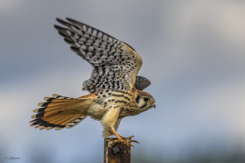Kestrel Lancers