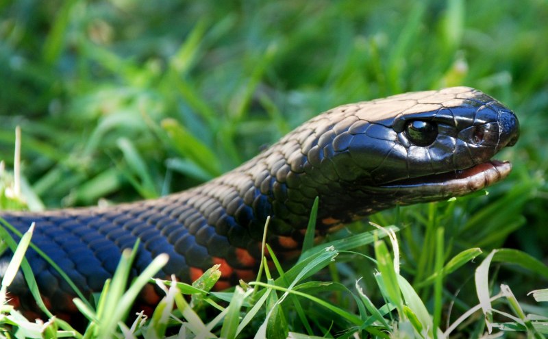 Trimeresurus insularis Blue