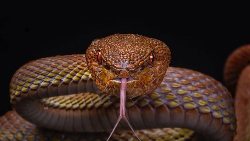 Trimeresurus purpureomaculatus