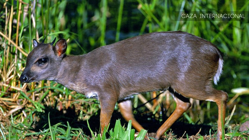 Cephalophus rufilatus