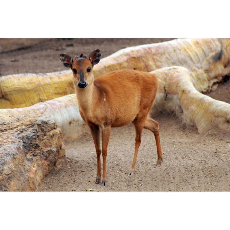 Sylvicapra Grimmia Diet