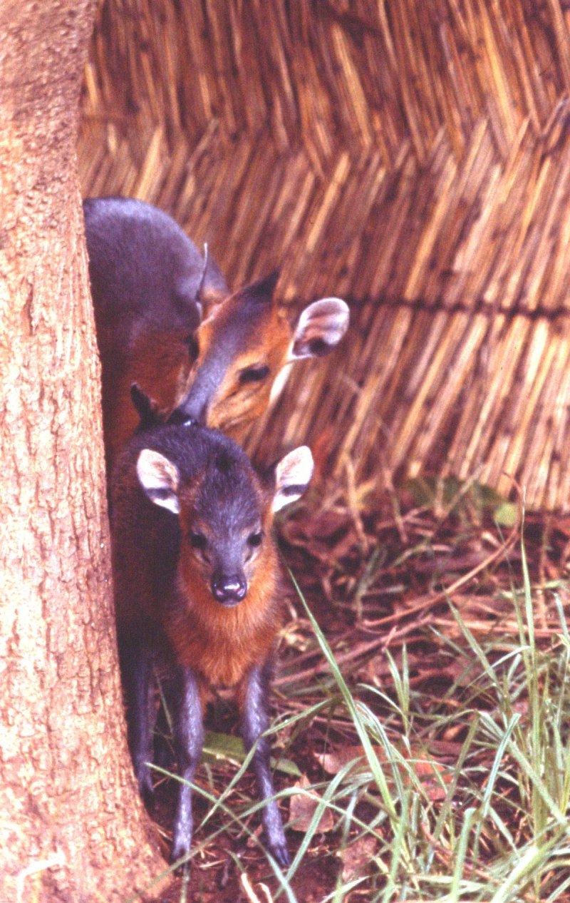 Cephalophus nigrifrons