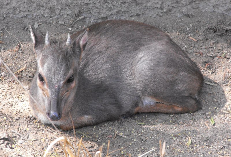 Cephalophus brookei