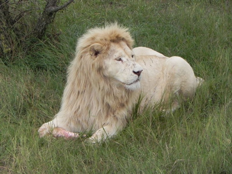 Гималайский тар (l)