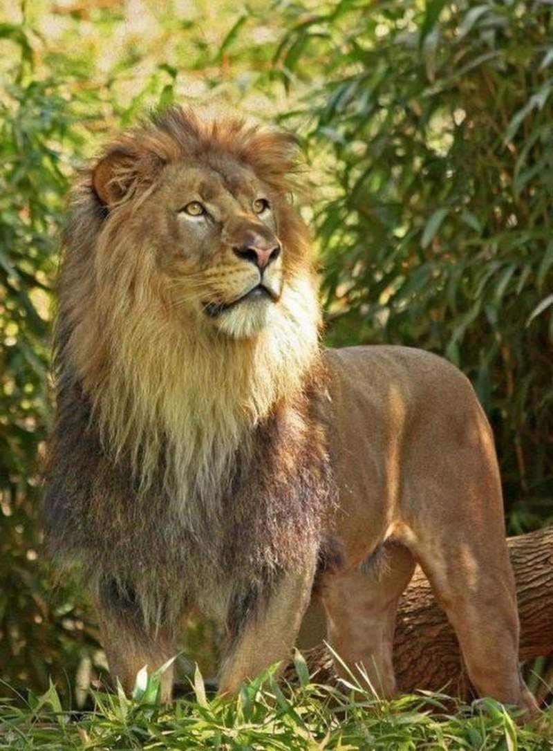 Королевский тибетский мастиф