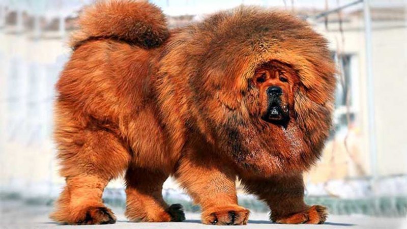 Львенок с гривой