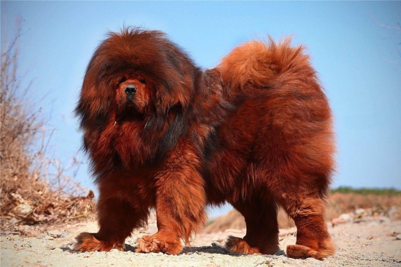 Король Лев джунгли