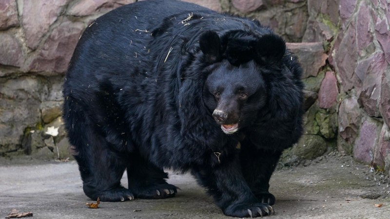 Капский Лев