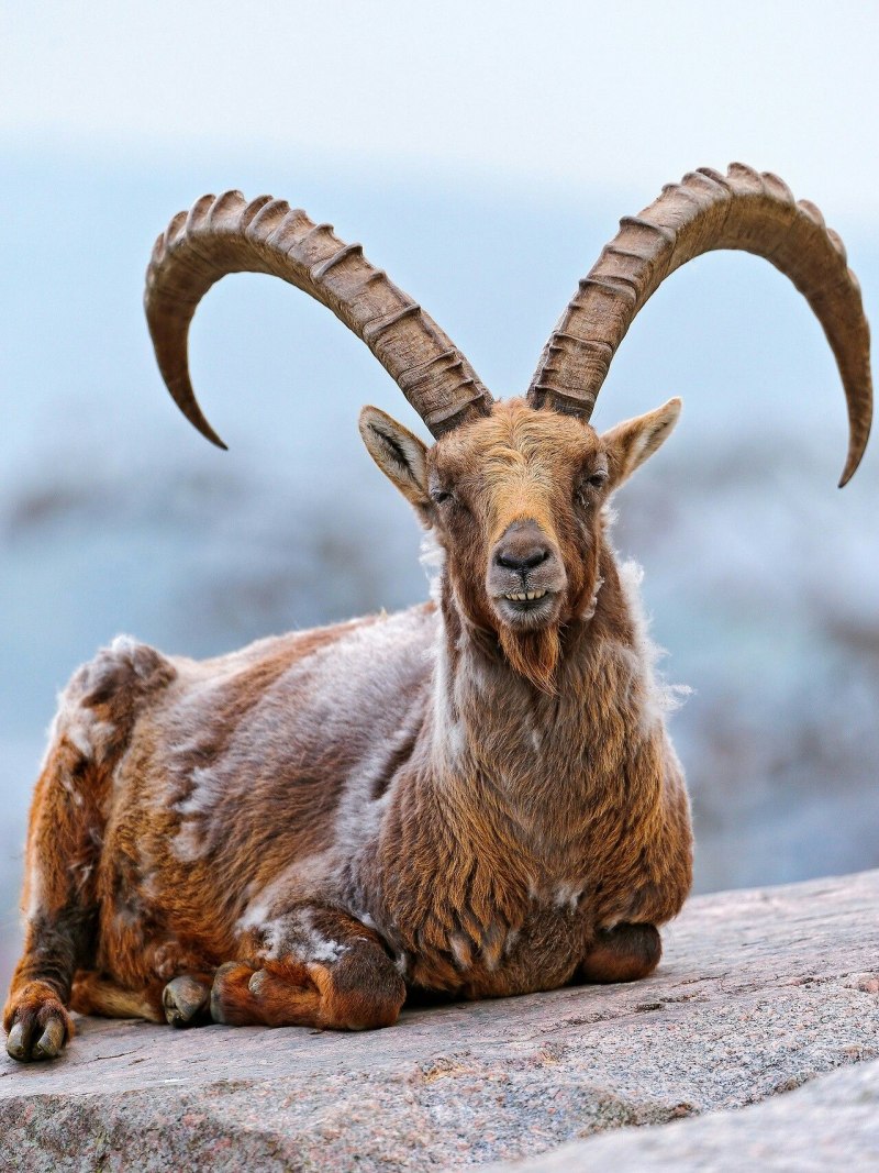 Сибирский Козерог Ibex