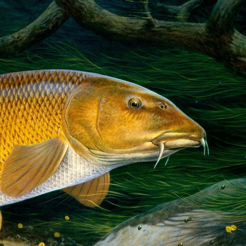 Карп обыкновенный – Cyprinus Carpio
