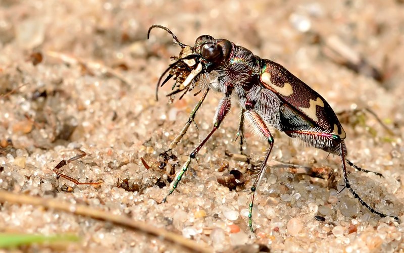 Cicindela hybrida (Linnaeus, 1758)