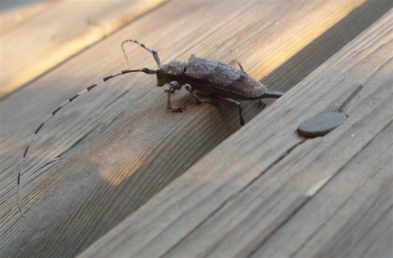 Жук усач Acanthocinus aedilis