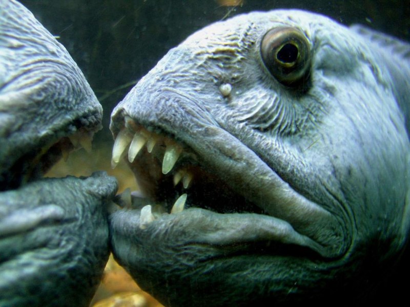 Дальневосточная зубатка (Anarhichas orientalis),
