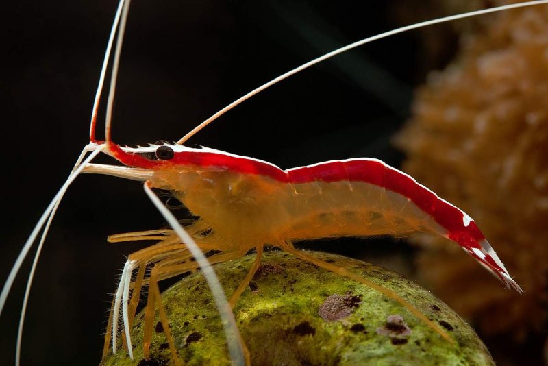 Lysmata amboinensis