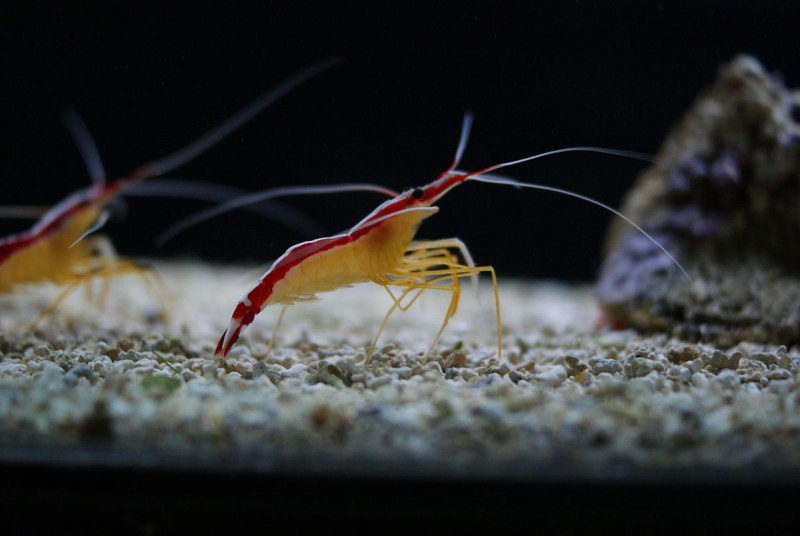 Креветка Lysmata amboinensis