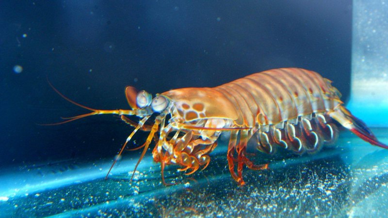 Ракообразные Vargula