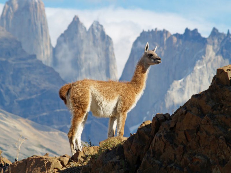 Гуанако (лат. Lama guanicoe