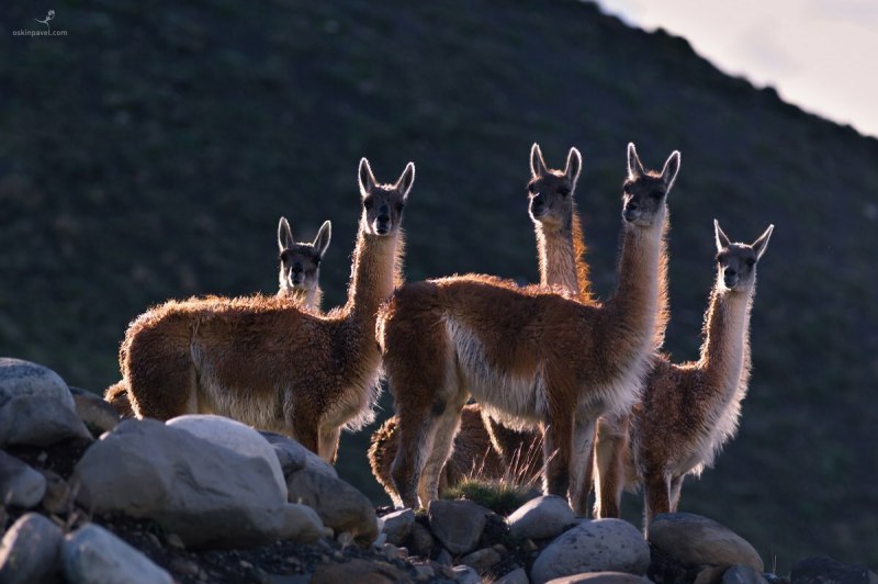Гуанако в Южной Америке