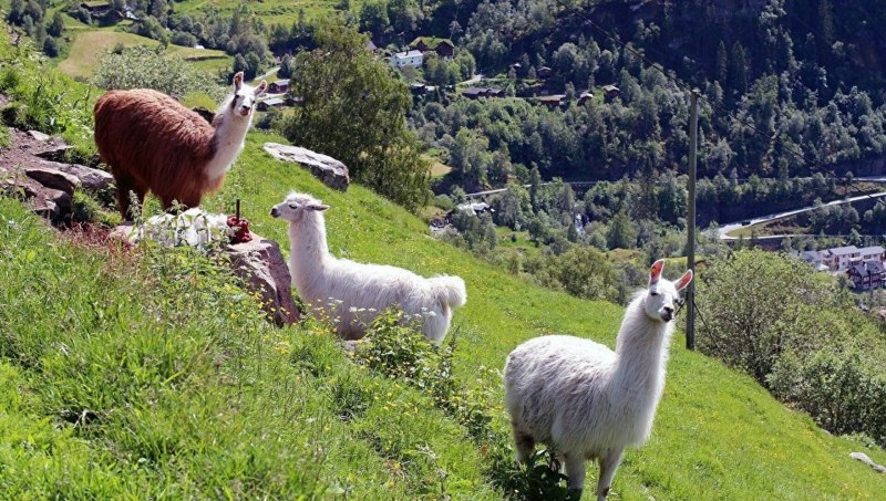 Лама фото