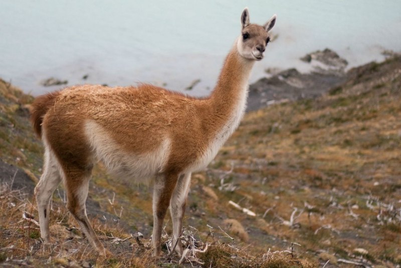 Лама гуанако в Южной Америке