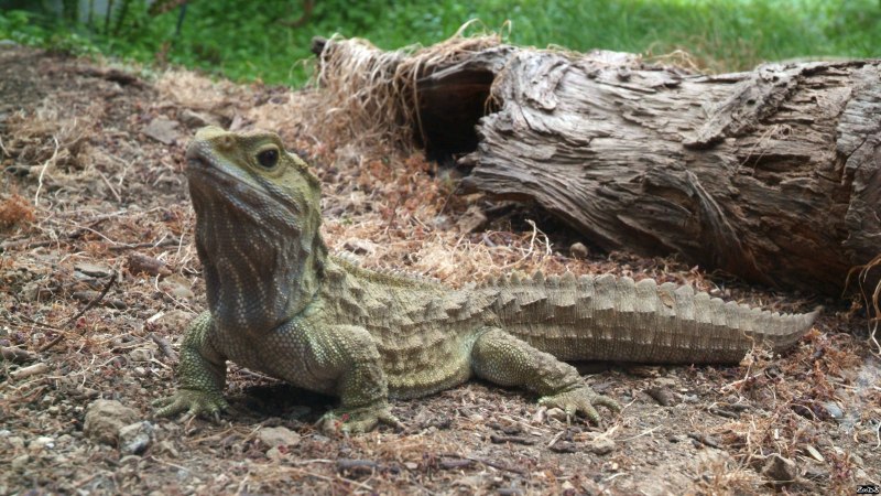 Гаттерия Sphenodon punctatus
