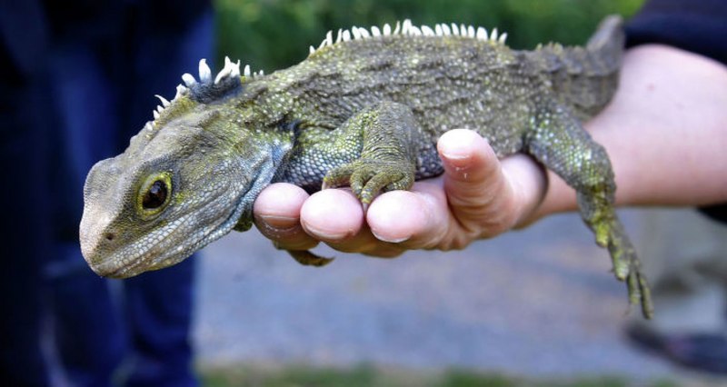 Гаттерия Sphenodon punctatus