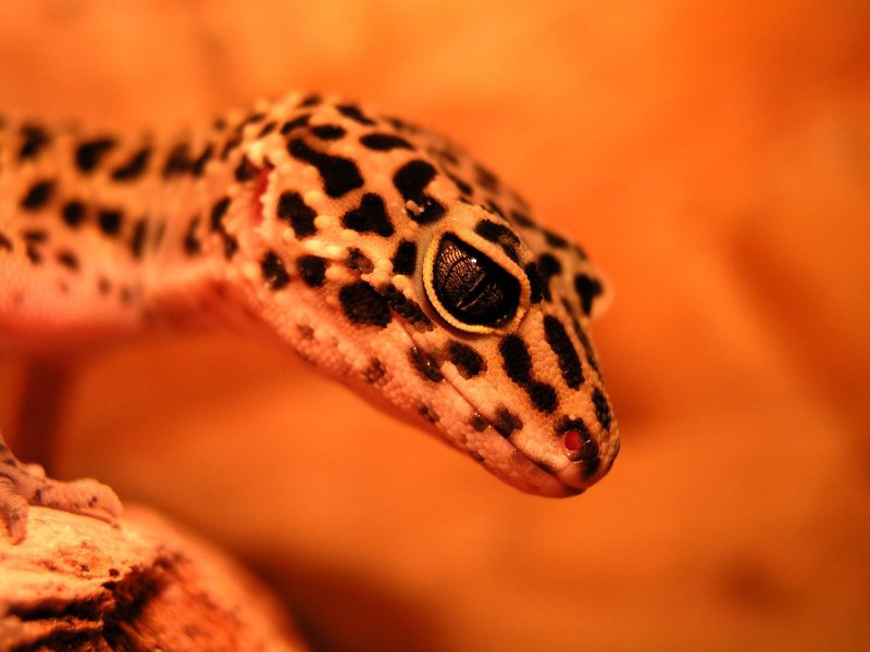 Gecko ящерица эублефар