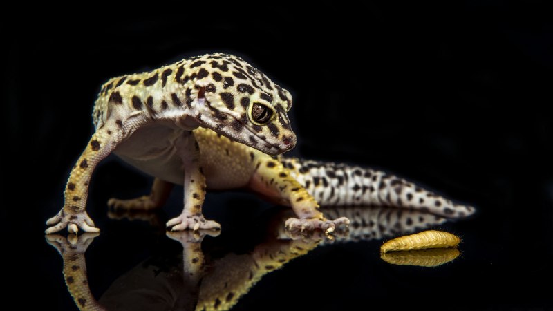 Leopard Gecko