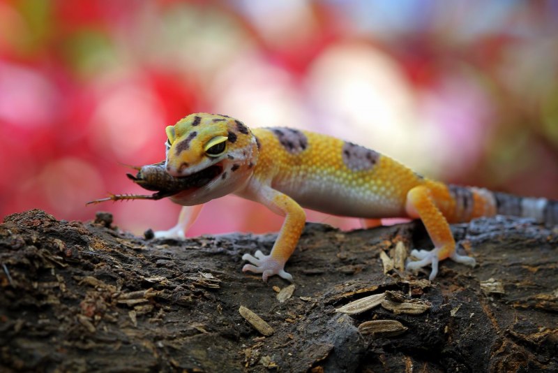 Пятнистый эублефар Eublepharis macularius