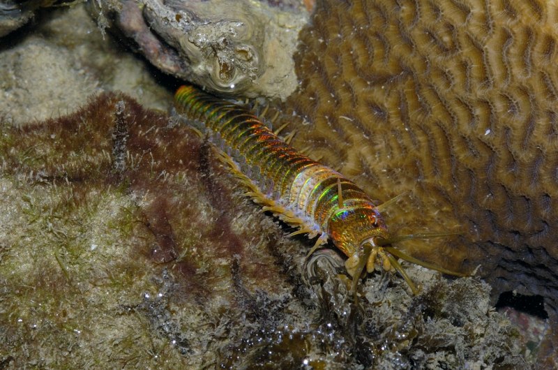 Эунице Афродита Eunice aphroditois
