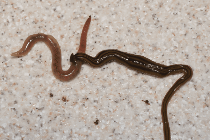 Красный червь (Lumbricus rubellus