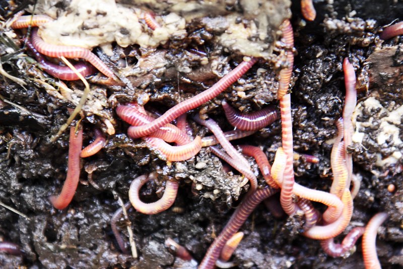 Выползок малый – Lumbricus rubellus