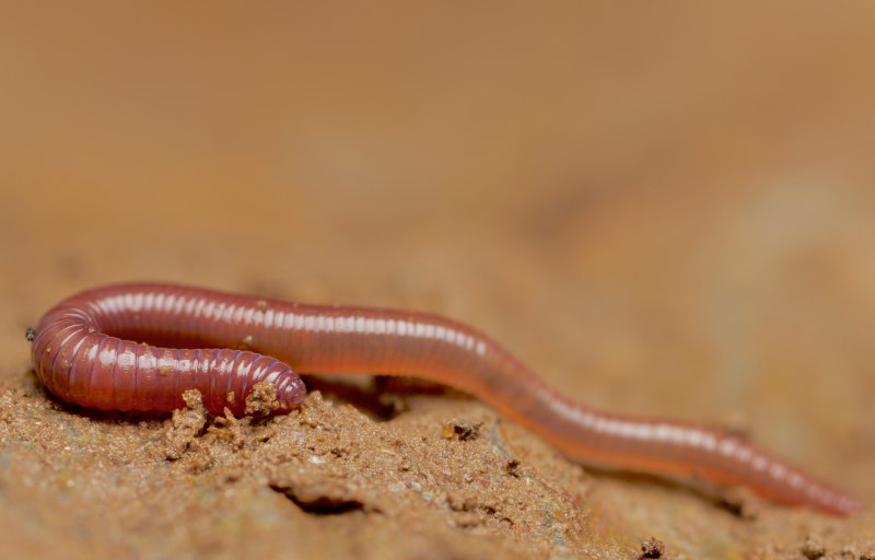 Червь Земляной (Lumbricus terrestris)