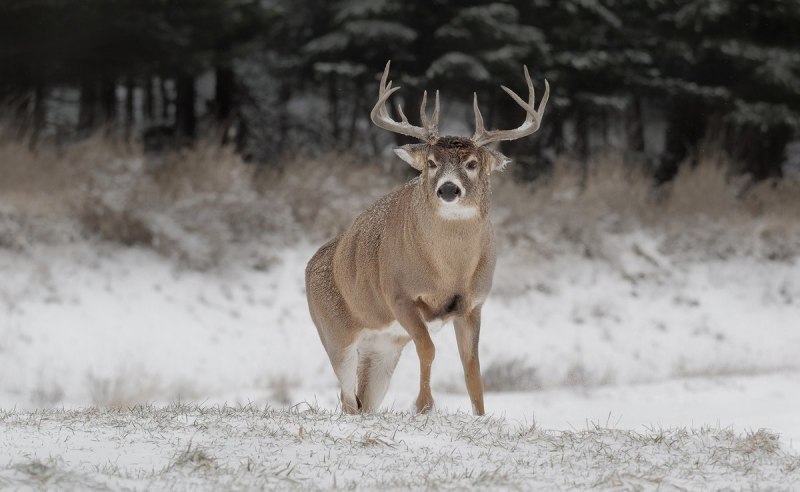 Белохвостый олень (Odocoileus virginianus)
