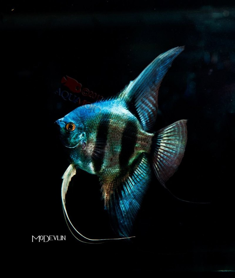 Скалярия "перуанский Альтум" (Pterophyllum scalare)
