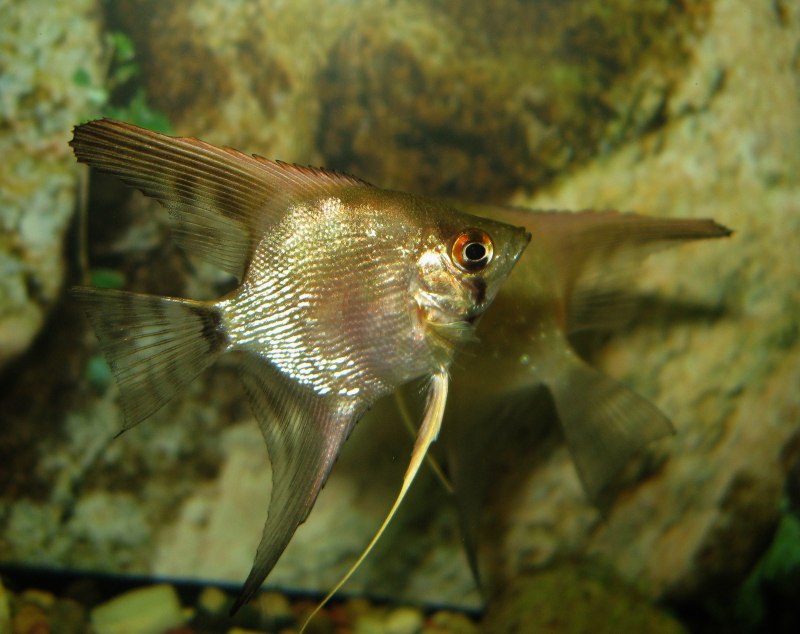 Скалярия "перуанский Альтум" (Pterophyllum scalare)