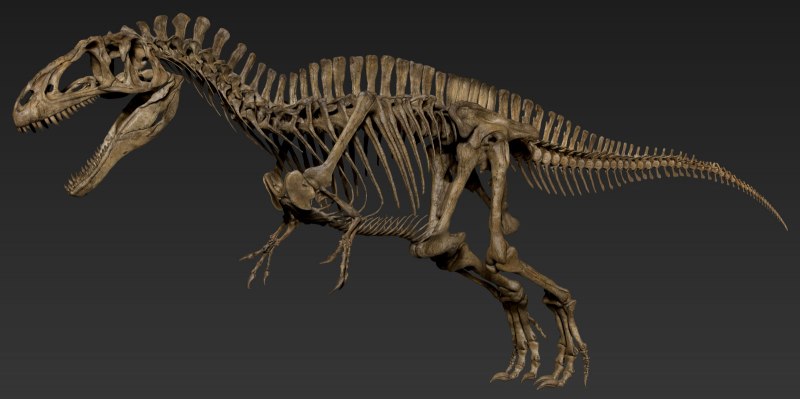 Acrocanthosaurus Skeleton