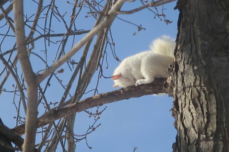 Белая домашняя белка