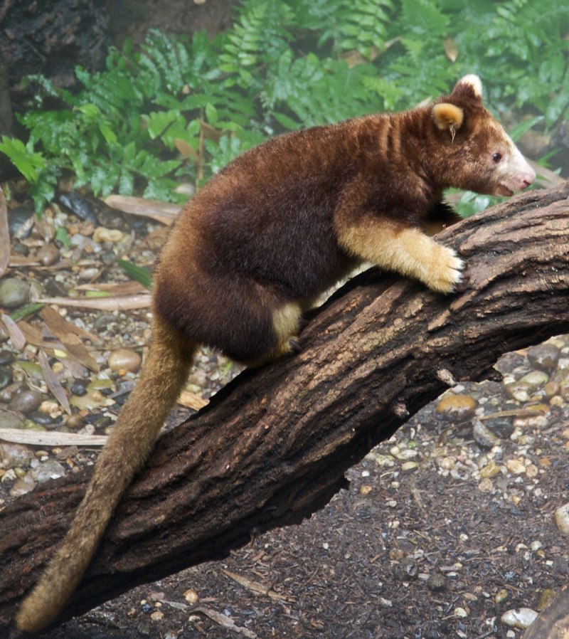 Dendrolagus mbaiso