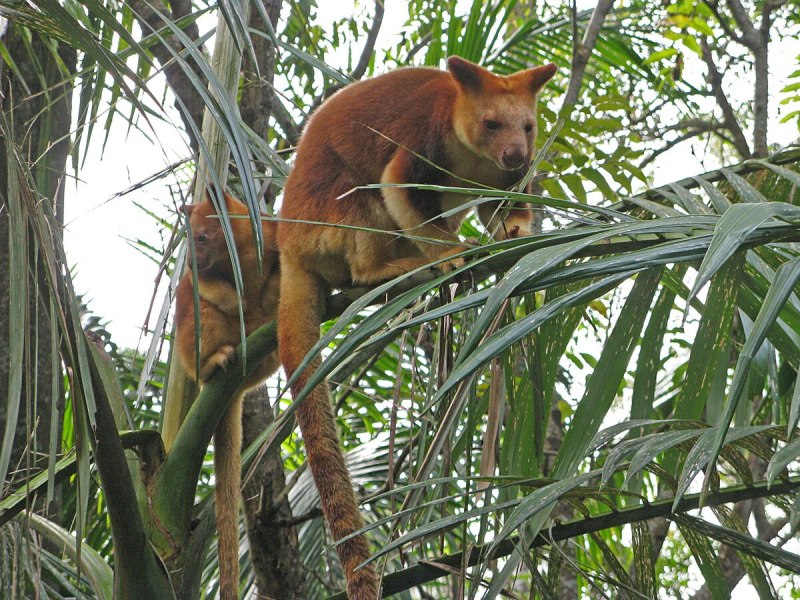 Dendrolagus bennettianus